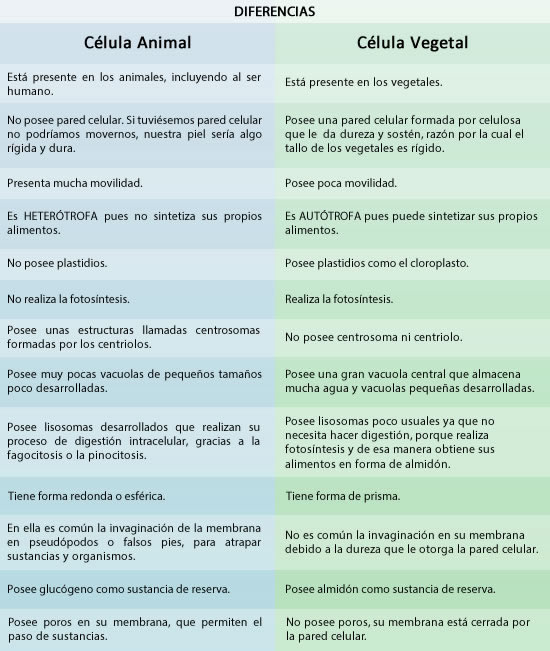 Featured image of post Celula Animal Y Vegetal Diferencias Y Semejanzas - La membrana citoplasmatica, el citoplasma y el nucleo.