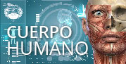 CUERPO HUMANO