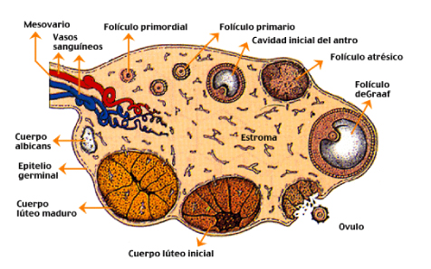 partes del ovario de la mujer