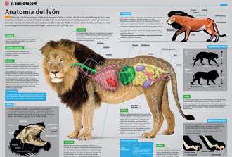 Animales - Infografías