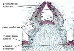 meristemo primario