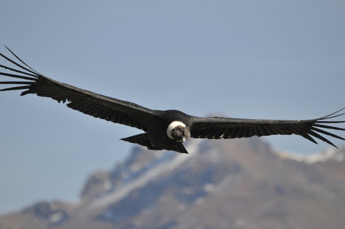 Animales - Fichas - Elbibliote.com