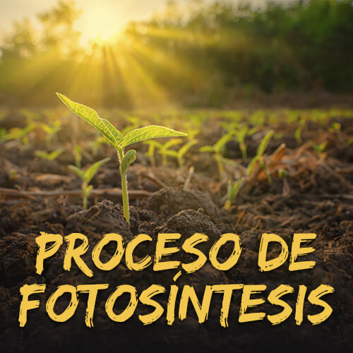 Proceso de fotosíntesis