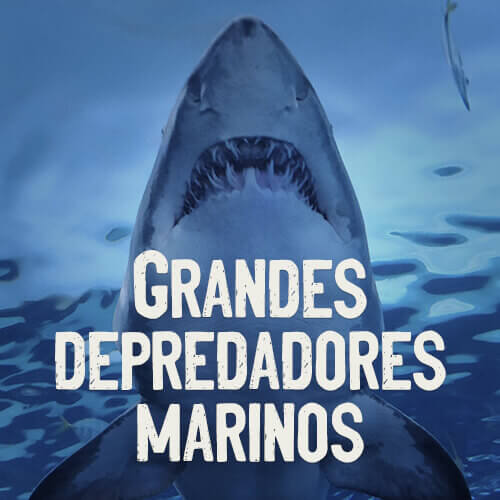 Grandes depredadores marinos