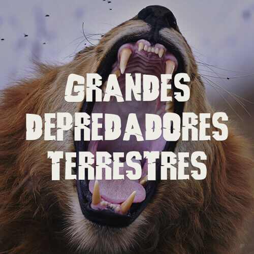 Grandes depredadores terrestres